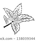 Hand Drawn Mint or Rosemary Leaf Line Art Vector Illustration 138039344