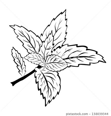 Hand Drawn Mint or Rosemary Leaf Line Art Vector Illustration 138039344
