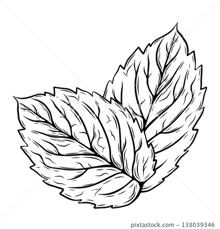 Minimalist Mint and Rosemary Botanical Line Art Vector Illustration 138039346