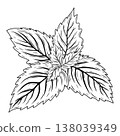 Hand Drawn Mint or Rosemary Leaf Line Art Vector Illustration 138039349
