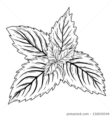 Hand Drawn Mint or Rosemary Leaf Line Art Vector Illustration Hand Drawn Mint or Rosemary Leaf Line Art Vector Illustration 138039349