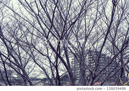 冬天樹死了 138039486