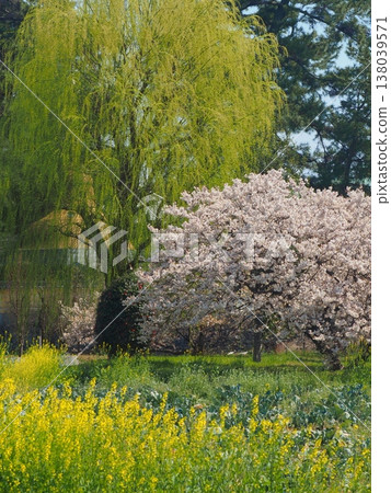 Zentsuji Temple, the head temple of the Kagawa prefectural government: "Willow, cherry blossoms, and rapeseed flowers" Zentsuji City, Kagawa Prefecture Zentsuji Temple, the head temple of the Kagawa prefectural government: "Willow, cherry blossoms, and rapeseed flowers" Zentsuji City, Kagawa Prefecture 138039571