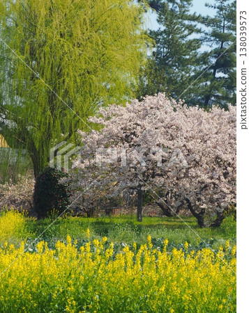 善通寺總寺:「柳樹、櫻花和油菜花」 香川縣善通寺市 2 善通寺總寺:「柳樹、櫻花和油菜花」 香川縣善通寺市 2 138039573