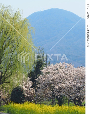 善通寺,香川縣總本山:「柳樹、櫻花和油菜花」 香川縣善通寺市 3 善通寺,香川縣總本山:「柳樹、櫻花和油菜花」 香川縣善通寺市 3 138039574
