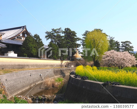 Zentsuji Temple, Head Temple: "Willow, Cherry Blossoms, and Rapeseed Flowers" Zentsuji City, Kagawa Prefecture 6 Zentsuji Temple, Head Temple: "Willow, Cherry Blossoms, and Rapeseed Flowers" Zentsuji City, Kagawa Prefecture 6 138039577