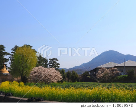 善通寺,香川縣政府本山:「柳樹、櫻花和油菜花」 香川縣善通寺市 7 善通寺,香川縣政府本山:「柳樹、櫻花和油菜花」 香川縣善通寺市 7 138039578