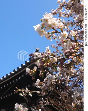 Zentsuji Temple, the head temple of the Kagawa prefectural government, has a "Nirvana Cherry Tree" in Zentsuji City, Kagawa Prefecture. Zentsuji Temple, the head temple of the Kagawa prefectural government, has a "Nirvana Cherry Tree" in Zentsuji City, Kagawa Prefecture. 138039580