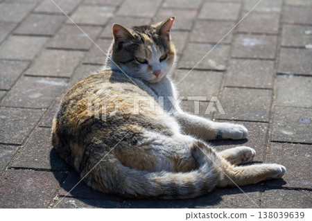 A calico cat relaxing on the roadside 138039639