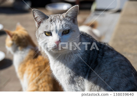 Cat looking at camera 138039640