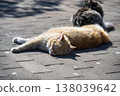 A cat basking in the sun by the roadside 138039642