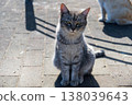 Gentle cat 138039643