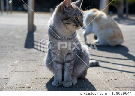 A turning cat 138039644