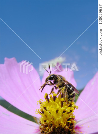一個自然過程：一隻蜜蜂身上沾滿了波斯菊花粉。 138039657