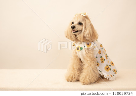 Panna the Maltipoo wearing a shirt printed with sunflowers Panna the Maltipoo wearing a shirt printed with sunflowers 138039724