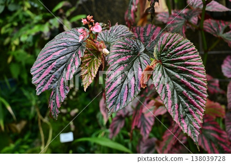 短葉貝尼戈亞（秋海棠科）常綠多年生草本植物 138039728