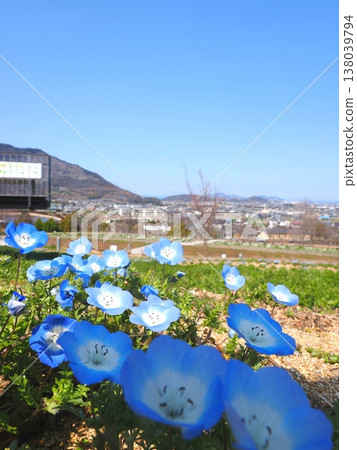 Zentsuji Gogaku no Sato Citizens' Gathering Hill Park: Nemophila flowers and the city, Kagawa Prefecture Zentsuji Gogaku no Sato Citizens' Gathering Hill Park: Nemophila flowers and the city, Kagawa Prefecture 138039794