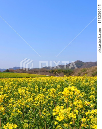 Rapeseed field at Nakayama Himawari housing complex, Mannō-cho, Kagawa Prefecture 2 Rapeseed field at Nakayama Himawari housing complex, Mannō-cho, Kagawa Prefecture 2 138039945