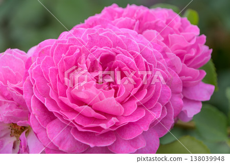 A magnificent display of deep pink, double-flowered roses in full bloom. A magnificent display of deep pink, double-flowered roses in full bloom. 138039948