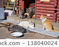 Scenery of Cat Island 138040024