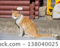 Cute tabby cat 138040025