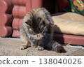 Grooming kitten 138040026