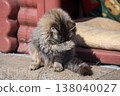 Grooming kitten 138040027