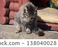 Grooming kitten 138040028