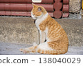 Cute tabby cat 138040029