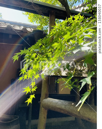 陽光透過翠綠的樹葉，映照出一道彩虹。 138040037