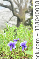 紫羅蘭，早春盛開的紫色花朵 138040038