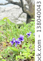美麗的紫羅蘭花 138040043