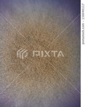 Photograph of mold seen under a stereomicroscope 138040117