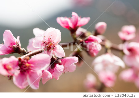 peach flowering trees in gardens in spring 138040122
