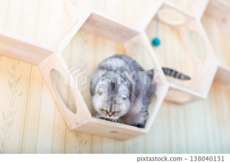Grey Tabby Cat on Modern Honeycomb Furniture Grey Tabby Cat on Modern Honeycomb Furniture 138040131
