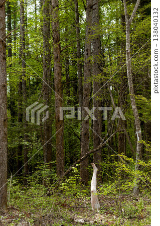 A foot (mannequin) left standing in the middle of the forest. 138040132