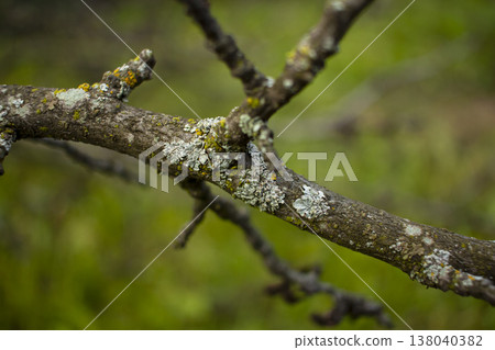 Fungi and lichens on a branch, garden old trees Fungi and lichens on a branch, garden old trees 138040382