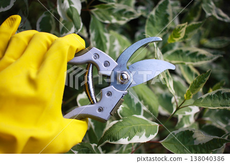 Gardening tool equipment. Single steel garden scissors on wooden background. Gardening tool equipment. Single steel garden scissors on wooden background. 138040386
