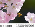 Honeybees seek nectar from cherry blossoms that have opened to a pale pink hue. 138040506