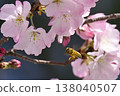 Honeybees seek nectar from cherry blossoms that have opened to a pale pink hue. 138040507