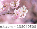 Cherry blossoms in pale pink. 138040508