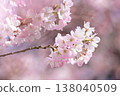 Cherry blossoms in pale pink. 138040509