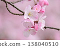 Cherry blossoms in pale pink. 138040510