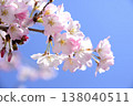 Cherry blossoms in pale pink. 138040511