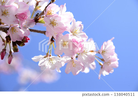 Cherry blossoms in pale pink. 138040511