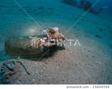 During a boat dive in Kushimoto, we discovered an octopus using an empty bottle on the seabed as its home. During a boat dive in Kushimoto, we discovered an octopus using an empty bottle on the seabed as its home. 138040589