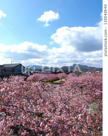 東香川市湊川河津櫻花路2026 東香川市湊川河津櫻花路2026 138040648