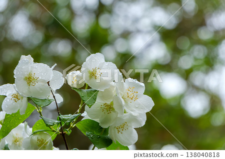 White mock oranges adorned with raindrops after the rain. 138040818