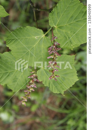 產於東北地區的條紋楓樹（Acer rufinerve）所結出的色彩鮮豔的果實。 138040999