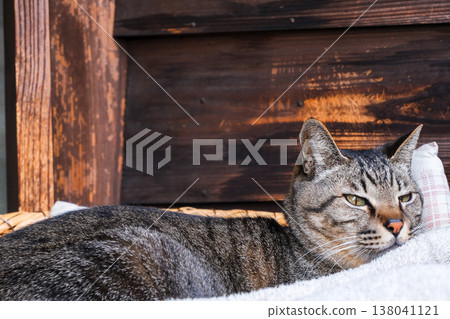 A tabby cat relaxing on the veranda of an old Japanese house; a close-up of its sleepy expression. A tabby cat relaxing on the veranda of an old Japanese house; a close-up of its sleepy expression. 138041121